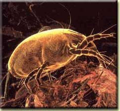 Photo of a mite